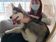 -Husky Go! 哈士奇体验馆·宠物咖啡厅狗咖