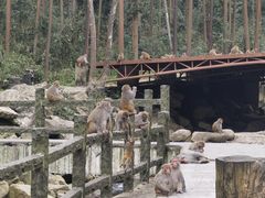 -姑婆山旅游区