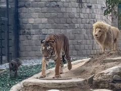 -北京野生动物园