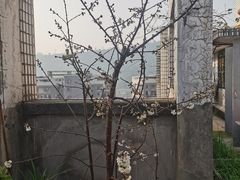 -洪霞餐馆