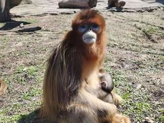 -大连森林动物园