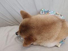 -怪兽屋·羊驼·猫咖·狗咖(俊华广场店)