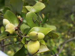 -北海金海湾红树林生态旅游区