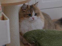 -momokira米努特·德文卷毛猫·棉花面纱犬