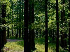 -黄海国家森林公园