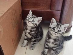 -佑安动物医院·全科·内窥镜中心(幸福巷店)