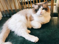 -喵喵咪呀布偶猫咖(春熙路店)