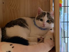 -伟伟宠物医院·CT影像中心·瑞派犬猫综合性门诊(汉口总院)