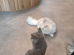 -飞行喵MR PILOT|猫舍·猫咖(静安大融城店)
