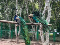 -中国科学院西双版纳热带植物园