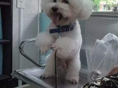 -瑞派动物医院·猫专科·至诚(江南中分院)