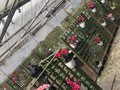 -桉树林A coffee 森林餐厅(三圣乡店)