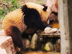 -中国大熊猫保护研究中心雅安碧峰峡基地