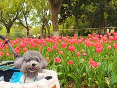 -上海鲜花港