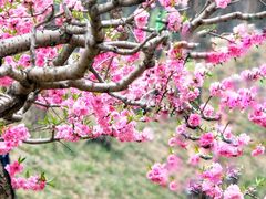 -海棠花溪(元大都城垣遗址公园)