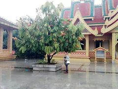 -西双版纳勐泐文化旅游区