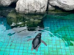 -上海野生动物园