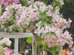 -莲花山公园