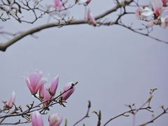 -耦园