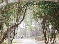 -瑞丽独树成林风景区