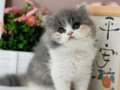 -小猫来了·猫舍(红山六九七九店)
