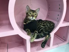 -糯米喵星人·撸猫猫舍咖啡馆(西市场嘉华店)