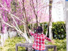 -青枫公园