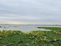 -七的湖·晚芳亭·阳澄湖农家菜·大闸蟹(莲花岛店)