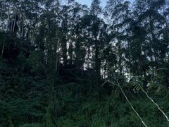 -黄埔油麻山森林公园