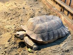 -上海大自然野生昆虫馆(东方明珠·爬宠昆虫探索中心)