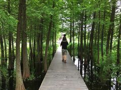 -溱湖国家湿地公园