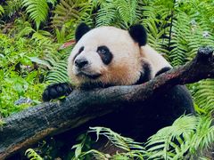 -广州长隆野生动物世界
