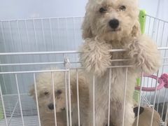 -汪星球宠物生活馆