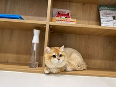 -艾贝尔宠物医院·24H转诊中心·肿瘤猫专科(江宁双龙店)