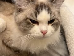 -Let's go狗咖·猫咖·奶狗·桌游(春熙路IFS店)