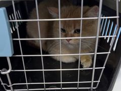 -瑞派福兴宠物医院犬猫全科·骨科·中西医结合(河东店)