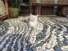 -喵屿·大理花园猫咖