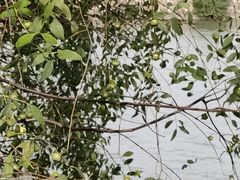 -大湾区中央湿地公园