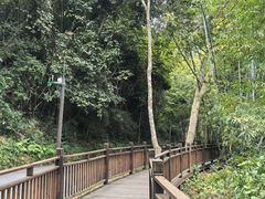 -西双版纳原始森林公园