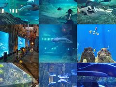 -华夏文旅海洋公园