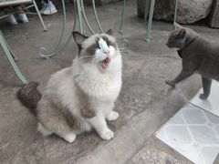 -喵屿·大理花园猫咖