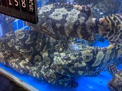 清蒸老虎斑-徐记海鲜(大明宫|北二环店)