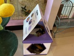-70cat德文卷毛猫·缅因猫纯种猫舍