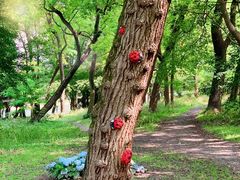 -上海共青森林公园