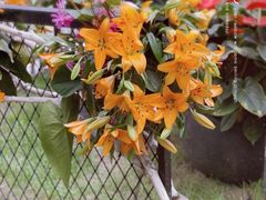 -上海鲜花港
