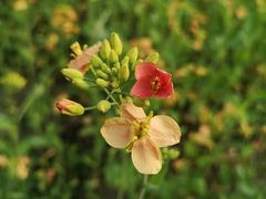 -中国天府农业博览园