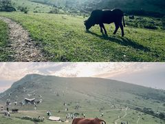 -大姆山草场