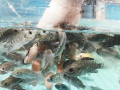 -泰国鱼疗足疗馆