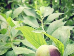 -武汉世外桃源农庄