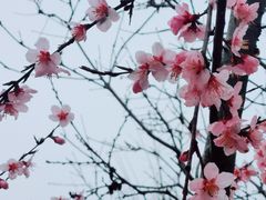 -桃花堤公园